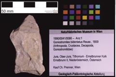 Foto (Objekt + Etiketten) von Goniodromites bidentatus (Reuss, 1859) (NHMW-GEO-1990-0041-0086)